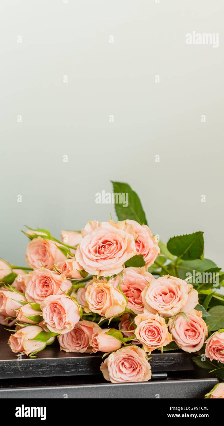 Spring romantic holiday composition with pink roses on wooden table on blue background with copy space. Dating or love concept. Mothers day, womans da Stock Photo