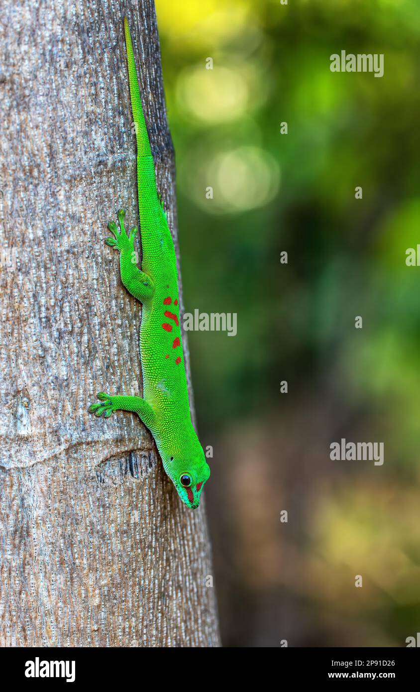 Phelsuma grandis, endemic diurnal arboreal species of day gecko, part of the Phelsuma lizards group. Ankarana Special Reserve, Madagascar wildlife ani Stock Photo