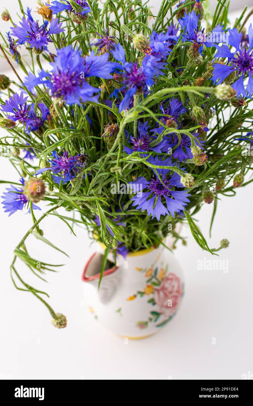 Beautiful summer Centaurea triumfettii flowers in a vase, part of home interior Stock Photo