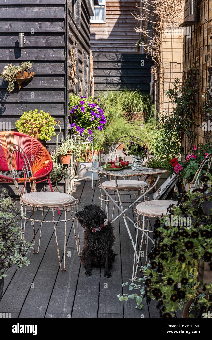 Pet dog and vintage furniture on garden decking of 19th century coastal