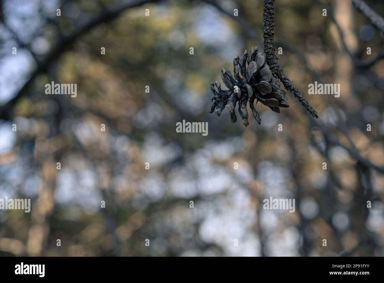 Close up of a pine cone in the forest. Evergreen trees. Stock Photo