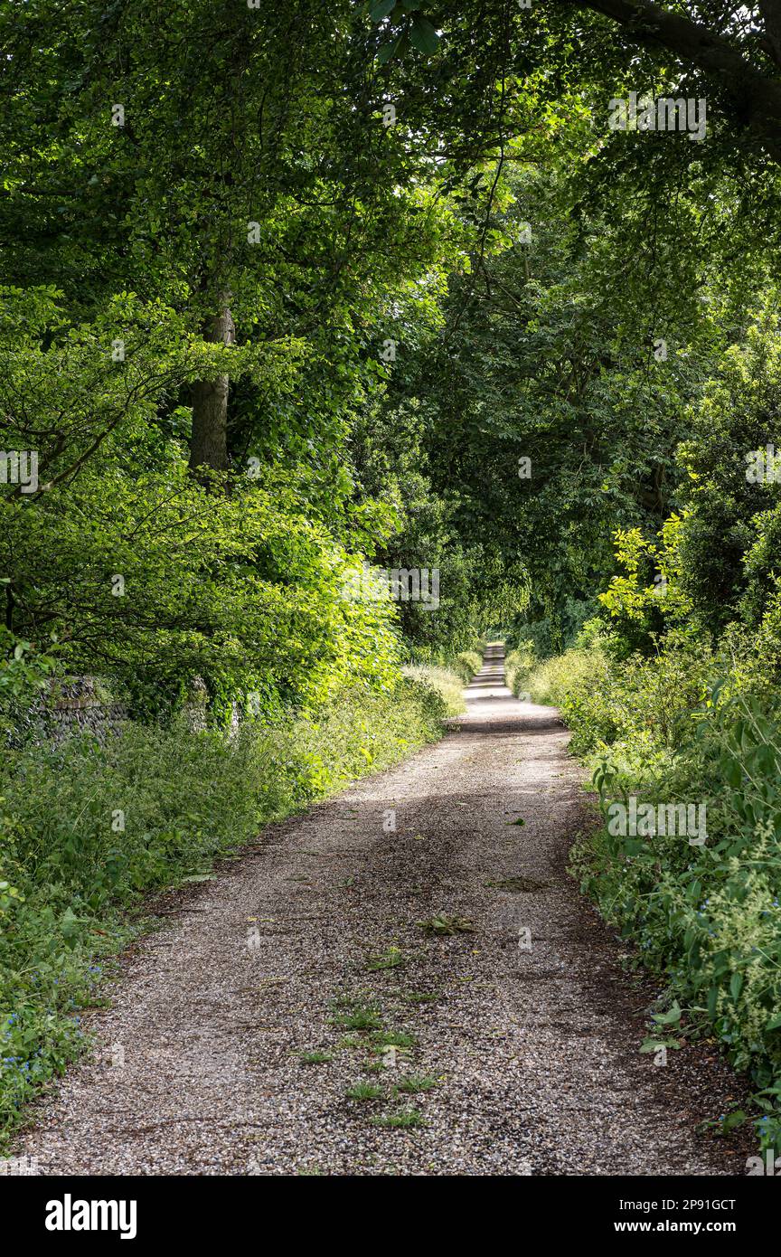 Winding lane in Norfolk countryside, UK Stock Photo