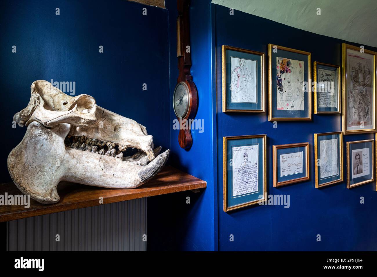 Hippo skull in hallway with artwork by Cecil Beaton and Stephen Tennant in 16th century Tudor farmhouse, Suffolk, UK Stock Photo