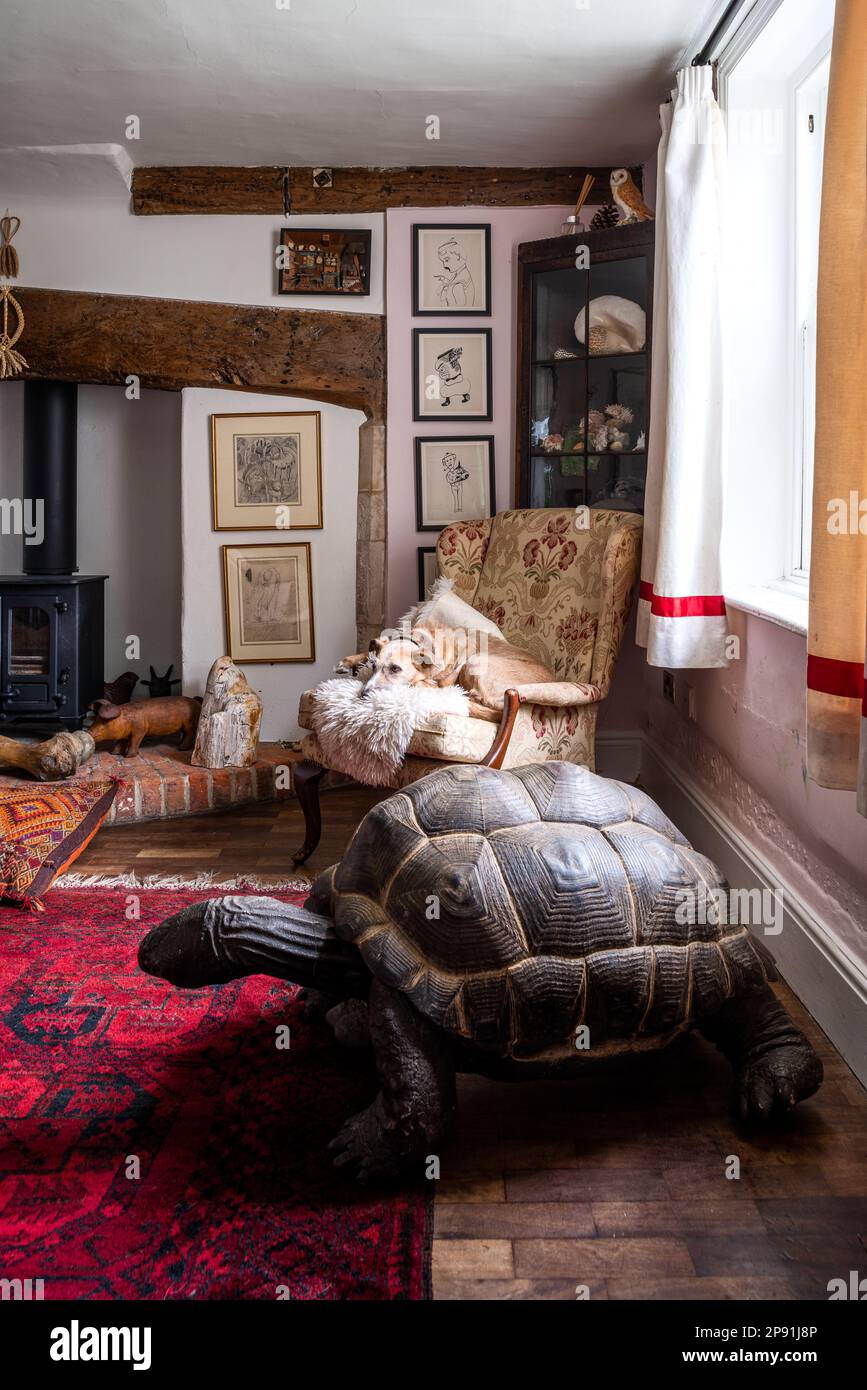 Giant tortoise native to Indian Ocean observed by a lurcher on armchair with shells from Benin in 16th century Tudor farmhouse, Suffolk, UK. Stock Photo