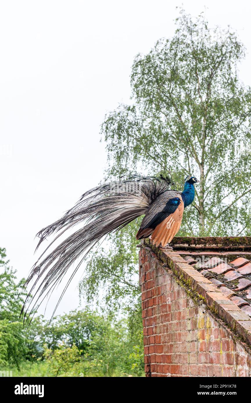 Peacock on outhouse in grounds of 16th century Tudor farmhouse, Suffolk, UK. Stock Photo