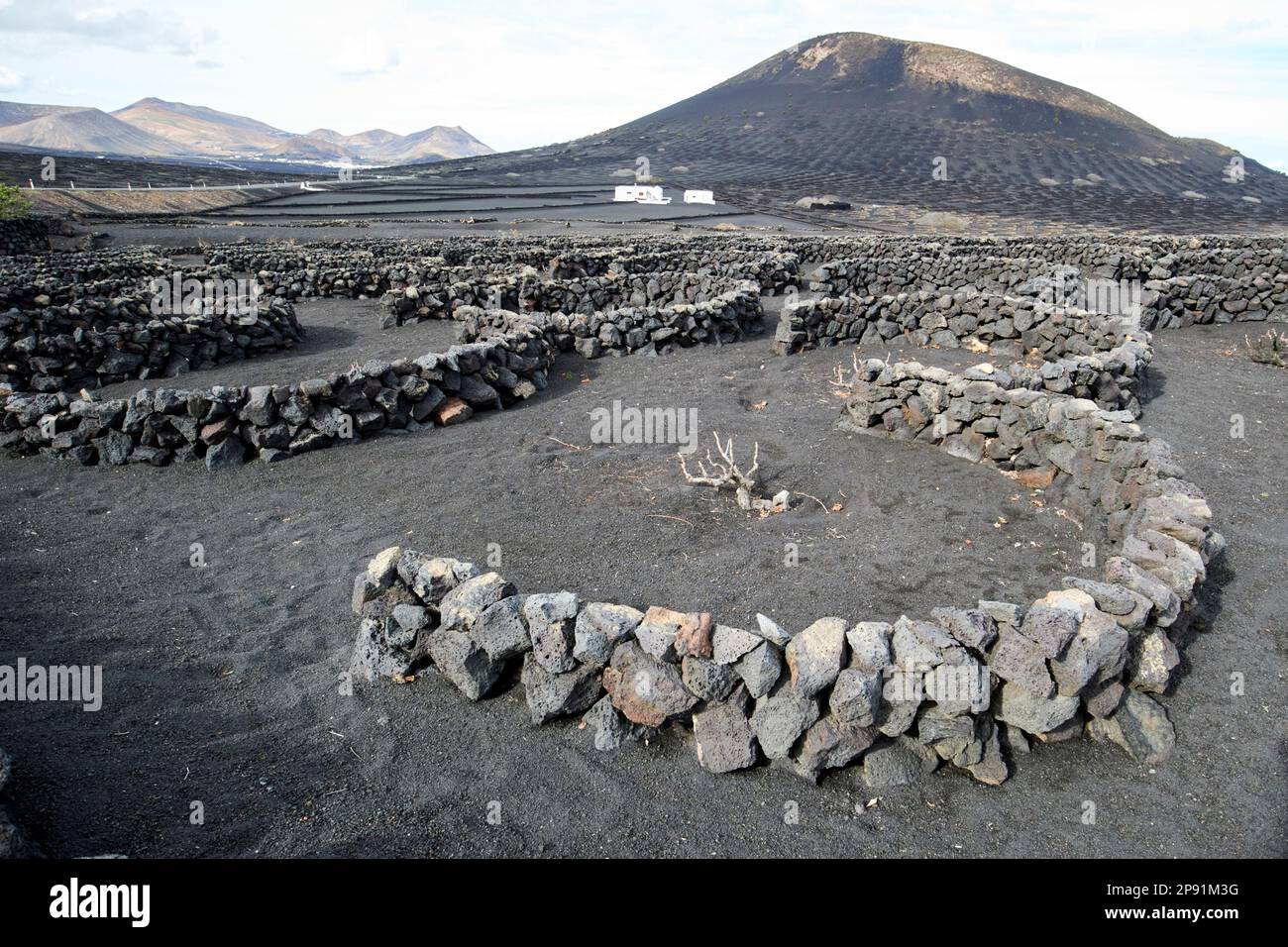 semicircular wind breaks made out of volcanic rock sheltering vines covered in picon ash in wine making region of la geria Lanzarote, Canary Islands, Stock Photo