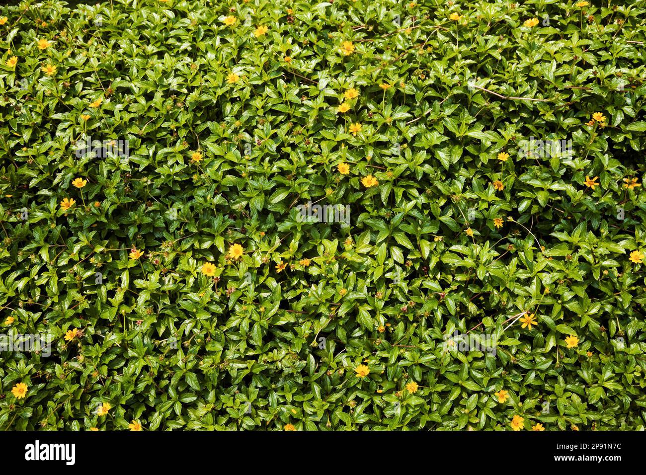 Small yellow lawn flowers background. Butter daisy herb in the sunlight