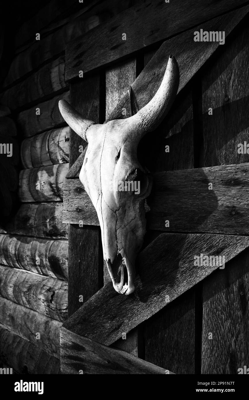 White bull skull hanging on a farm wooden barn wall. Dead animal head decoration of a western style bar. Black and white Stock Photo