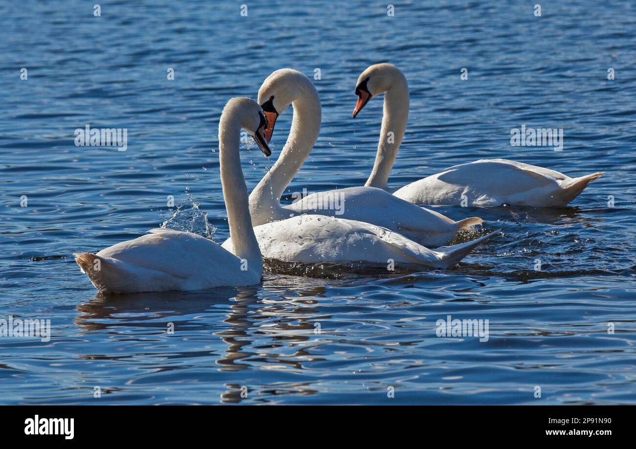 Duddingston Loch, Edinburgh, Scotland, UK. 10th March 2023. Spring romance in the air on a sunny March morning with a cool temperature of 4 degrees centigrade. Pictured: Swan Loch. Mute Swans (cygnus olor) gathering together and demonstrating affection and a close bond, one pair entwined by locking their necks together in a romantic clinch. Credit: Archwhite/alamy live news. Stock Photo