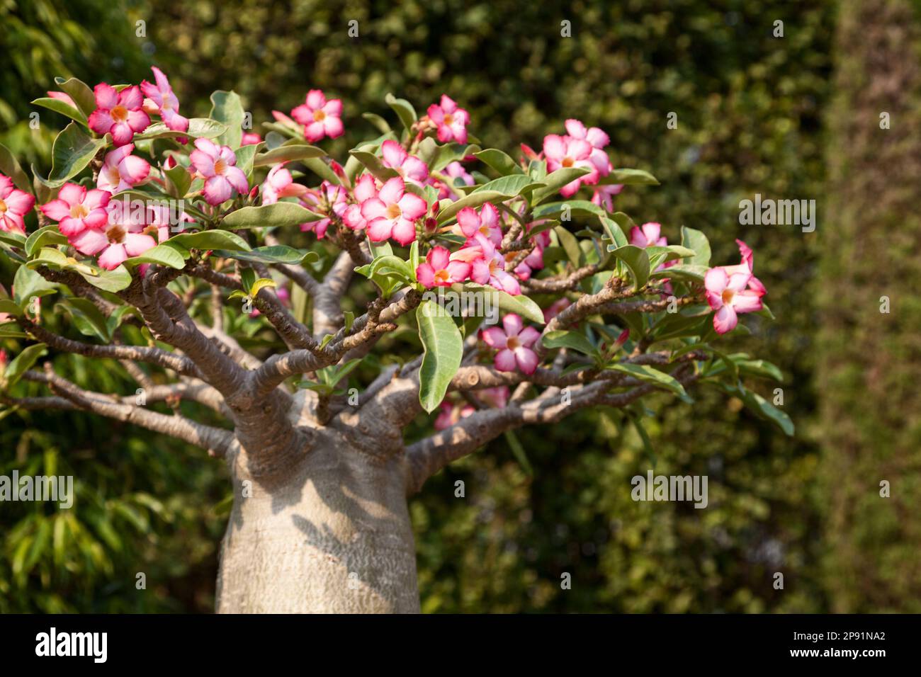 Mini bonsai Adenium tree blossoming in a park. Pink flowers bloom Stock Photo