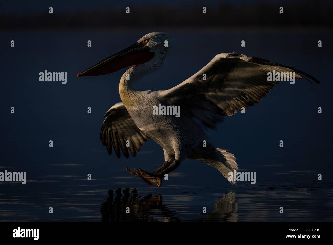 Pelican about to land hi-res stock photography and images - Alamy