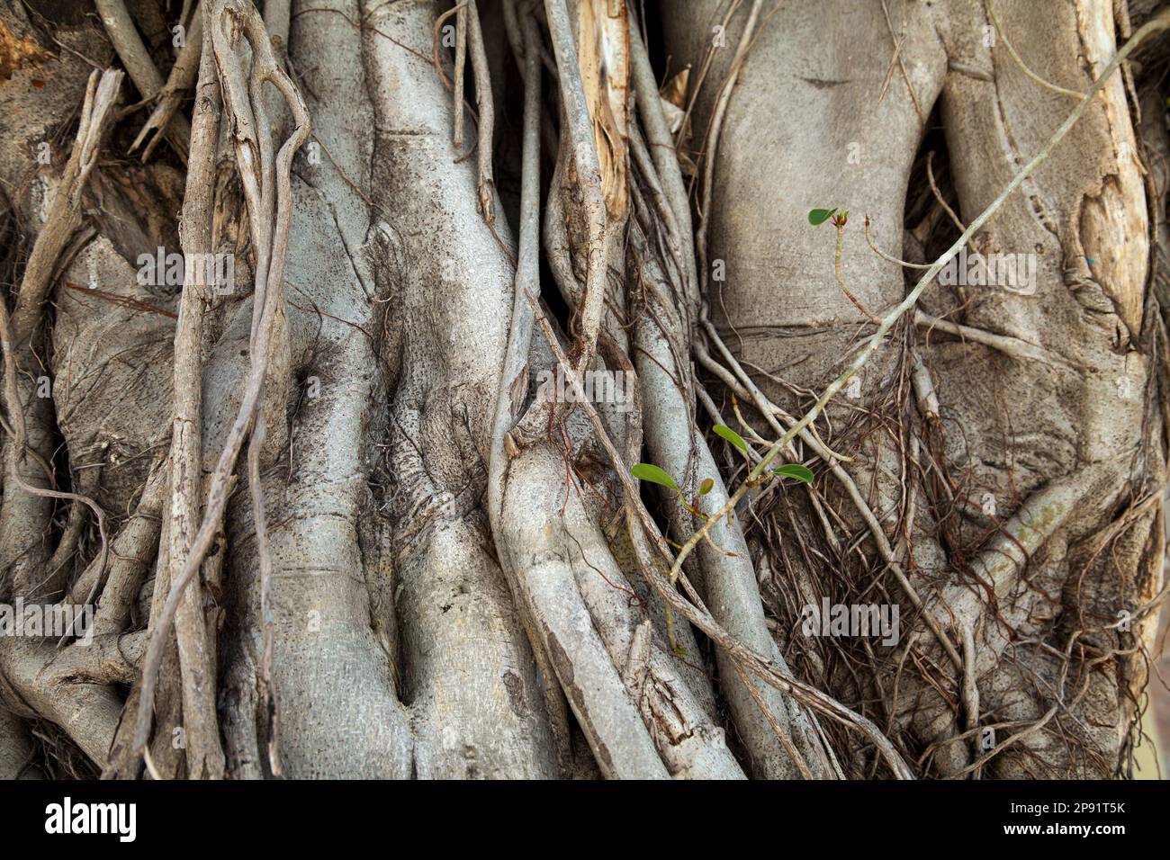 Banyan trees trunks with hanging roots close-up. Old trees tangled roots textured background Stock Photo