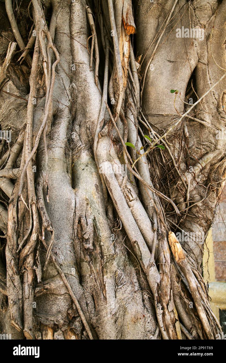 Banyan trees trunks with hanging roots close-up. Old trees tangled roots textured background Stock Photo