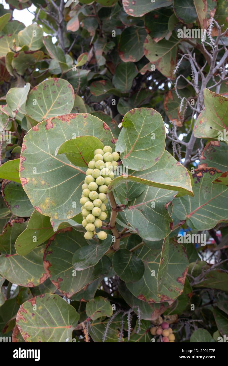 Coccoloba uvifera as a decorative plant with fruits, growing in a park. Fruits are used for eating, wine or as a herb in a medicine. Fuerteventura, Ca Stock Photo