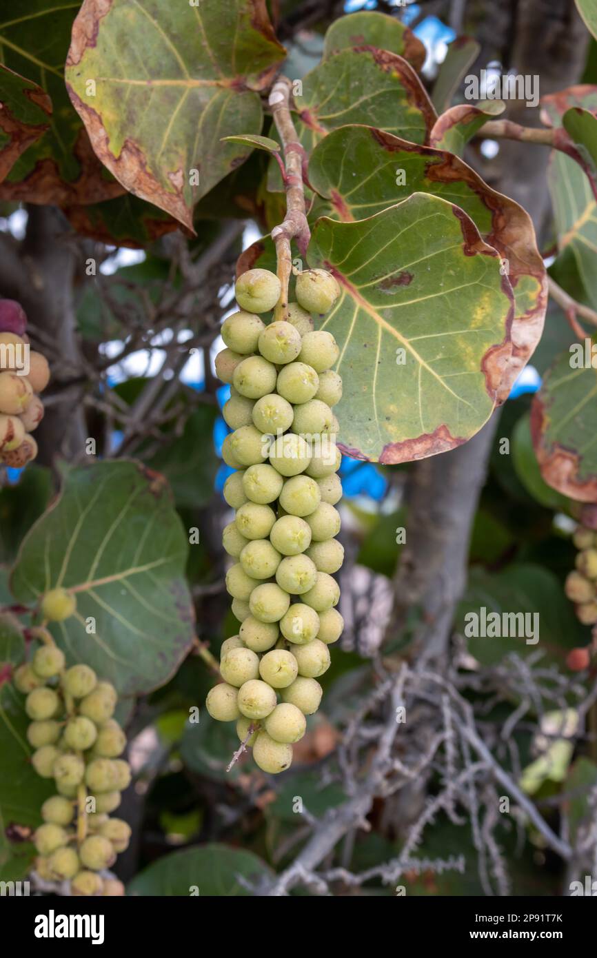 Coccoloba uvifera as a decorative plant with fruits, growing in a park. Fruits are used for eating, wine or as a herb in a medicine. Fuerteventura, Ca Stock Photo