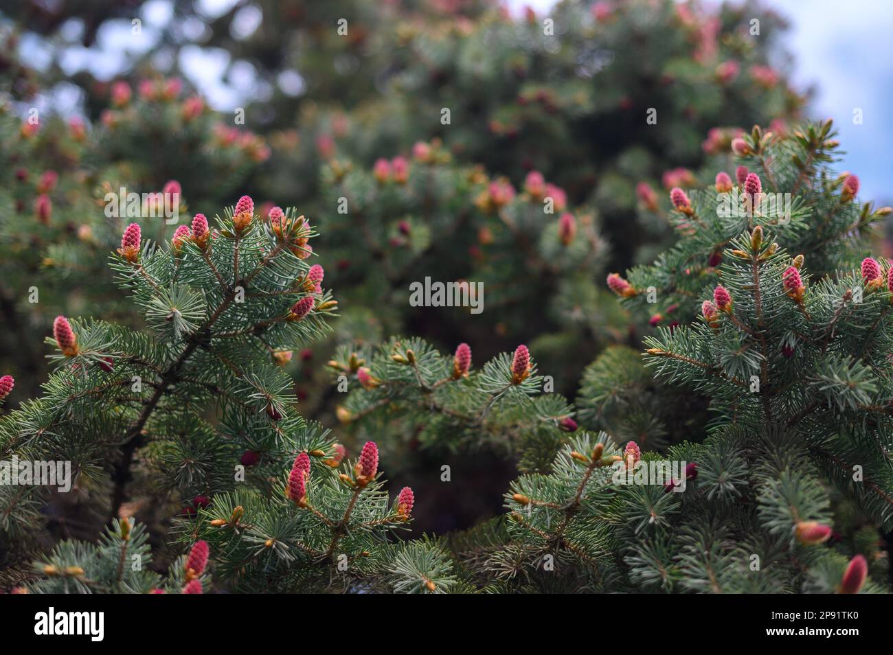 Coniferous Evergreen Branches with Blooming Young Spruce