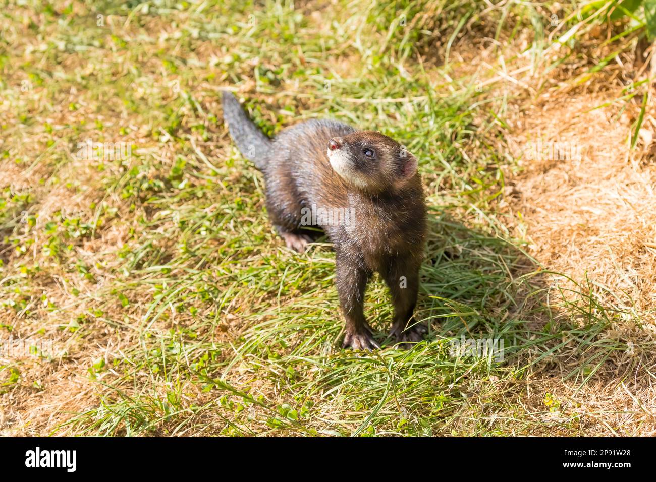 European Polecat (Mustela putorius) In Countryside Stock Photo - Alamy