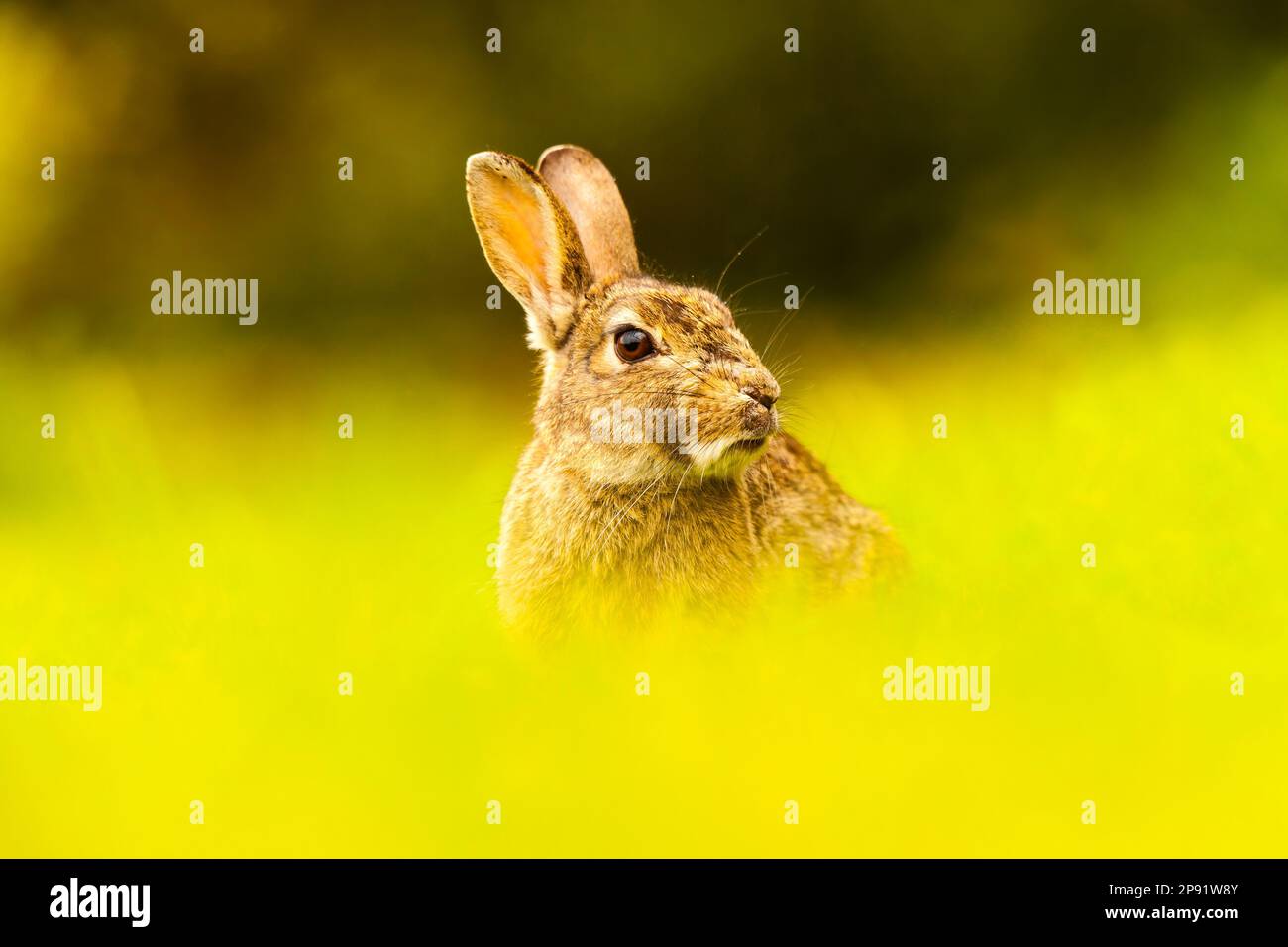European Rabbit (Oryctolagus cunicuius) In long Grass Stock Photo