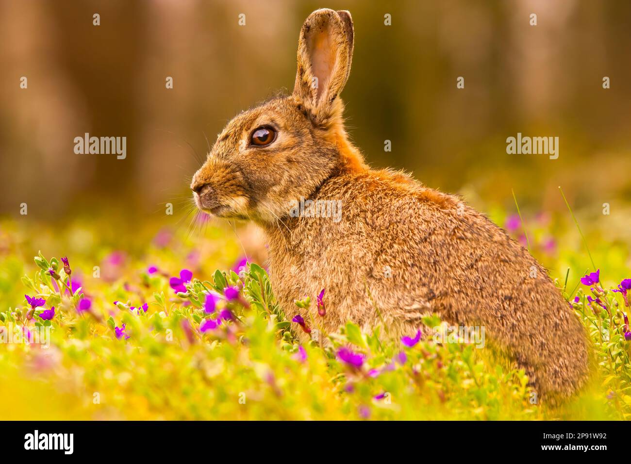 European Rabbit (Oryctolagus cunicuius) Sitting in Flowers Stock Photo