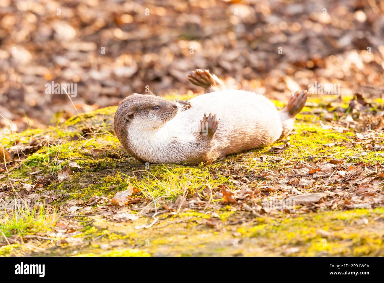European Otter (Lutra lutra) on Riverbank Stock Photo - Alamy