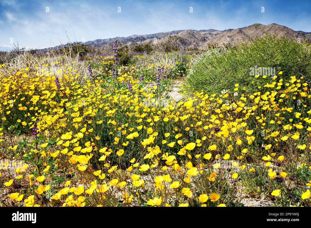 Wildflower blooms (yellow cups, lupine), in the lower elevations of Joshua Tree National Park, California. Stock Photo