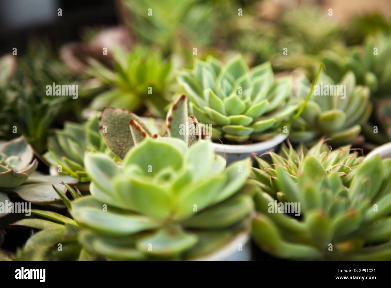 Many little potted succulent home plants. Various small green houseplants in pots background. Cute indoor garden blurred close-up Stock Photo