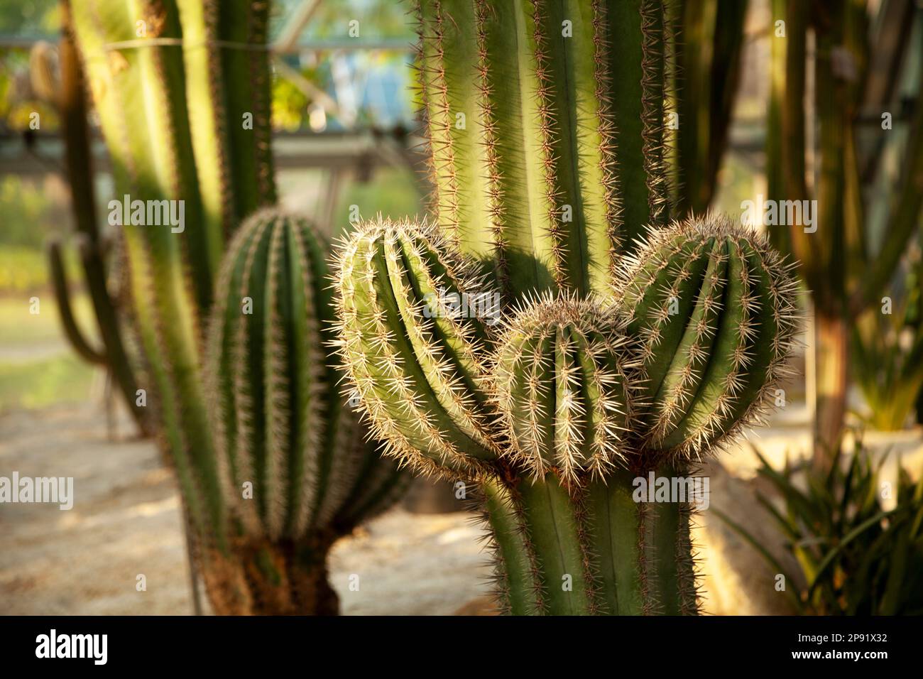 Columnal tree-like cactus with round sprouts close-up. Large cacti green plants background with copy space Stock Photo