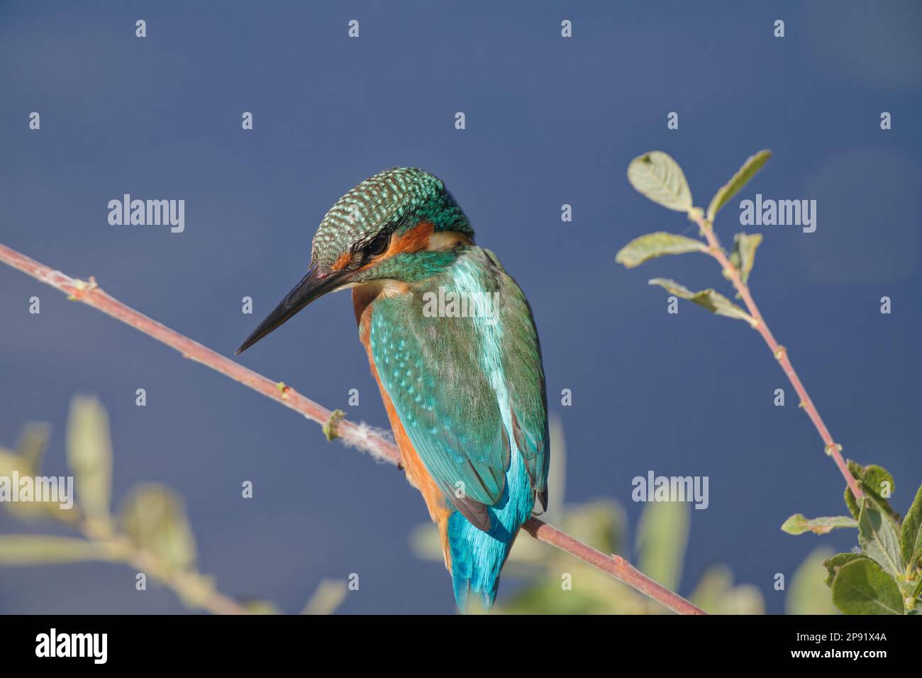 Kingfisher in evening sun perched on branch, UK Stock Photo