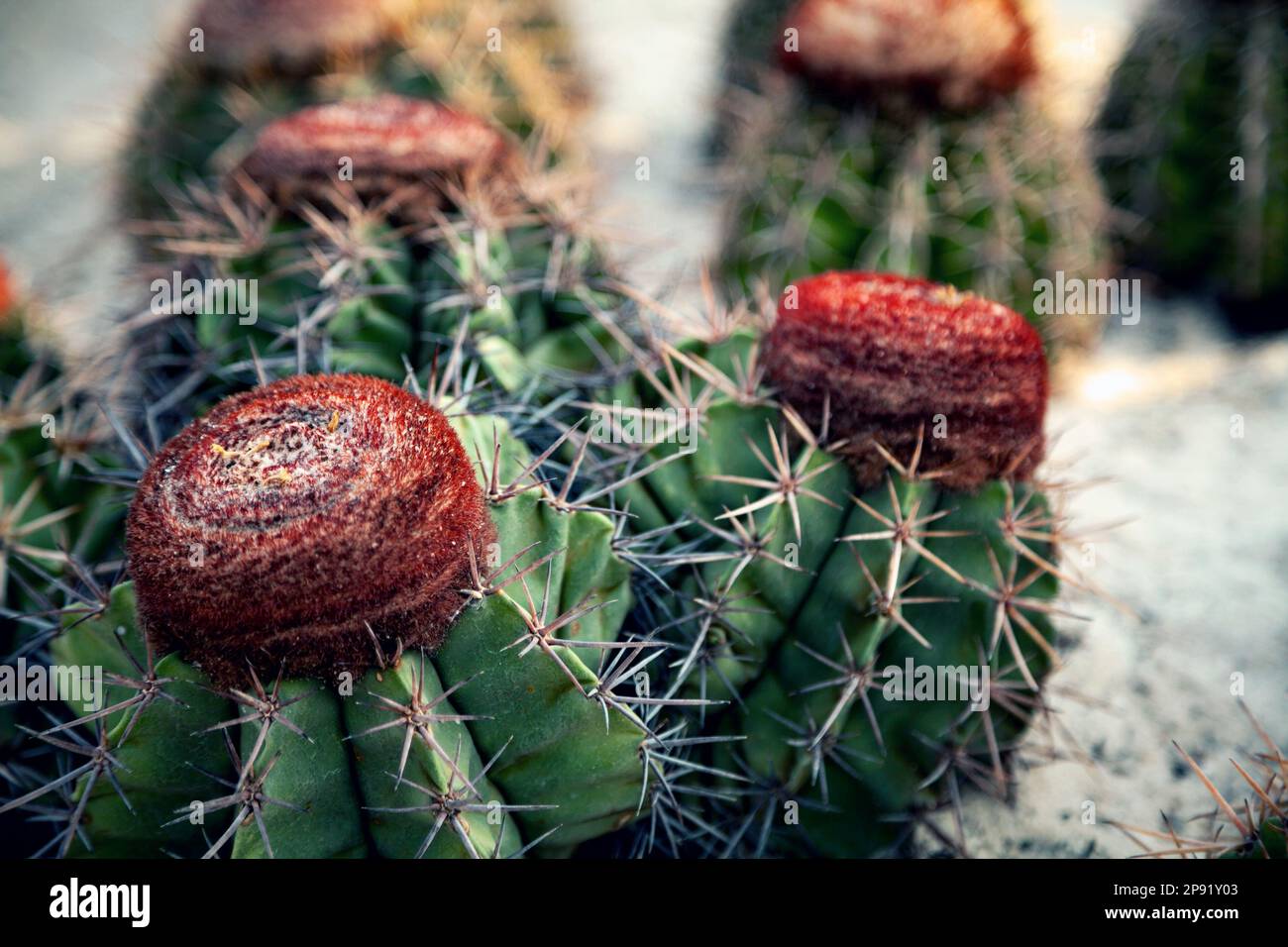 Melocactus on the sandy land in a desert close-up. Group of decorative cactus plants with red caps flowers Stock Photo