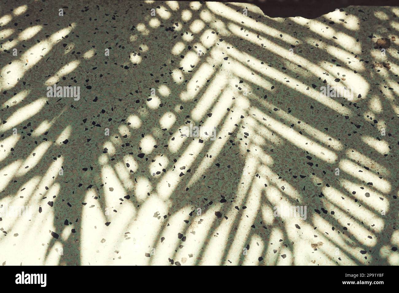 Palm Tree Leaves Silhouette On Pavement Light And Shadow Foliage Palm tree leaves silhouette on pavement light and shadow foliage