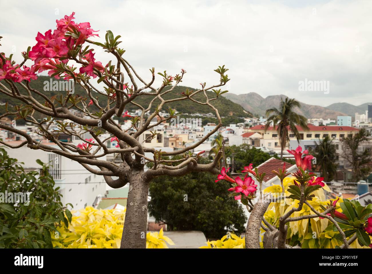 Colorful tropical plants against a southern town cityscape. Asian resort city architecture - white houses.  Focus on a beautiful Adenium branch with p Stock Photo