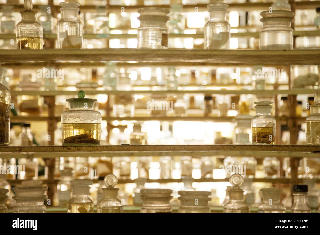 Museum shelves with specimens preserved wet in glass jars of formalin. Jarred animals in a scientific collection of biological samples Stock Photo