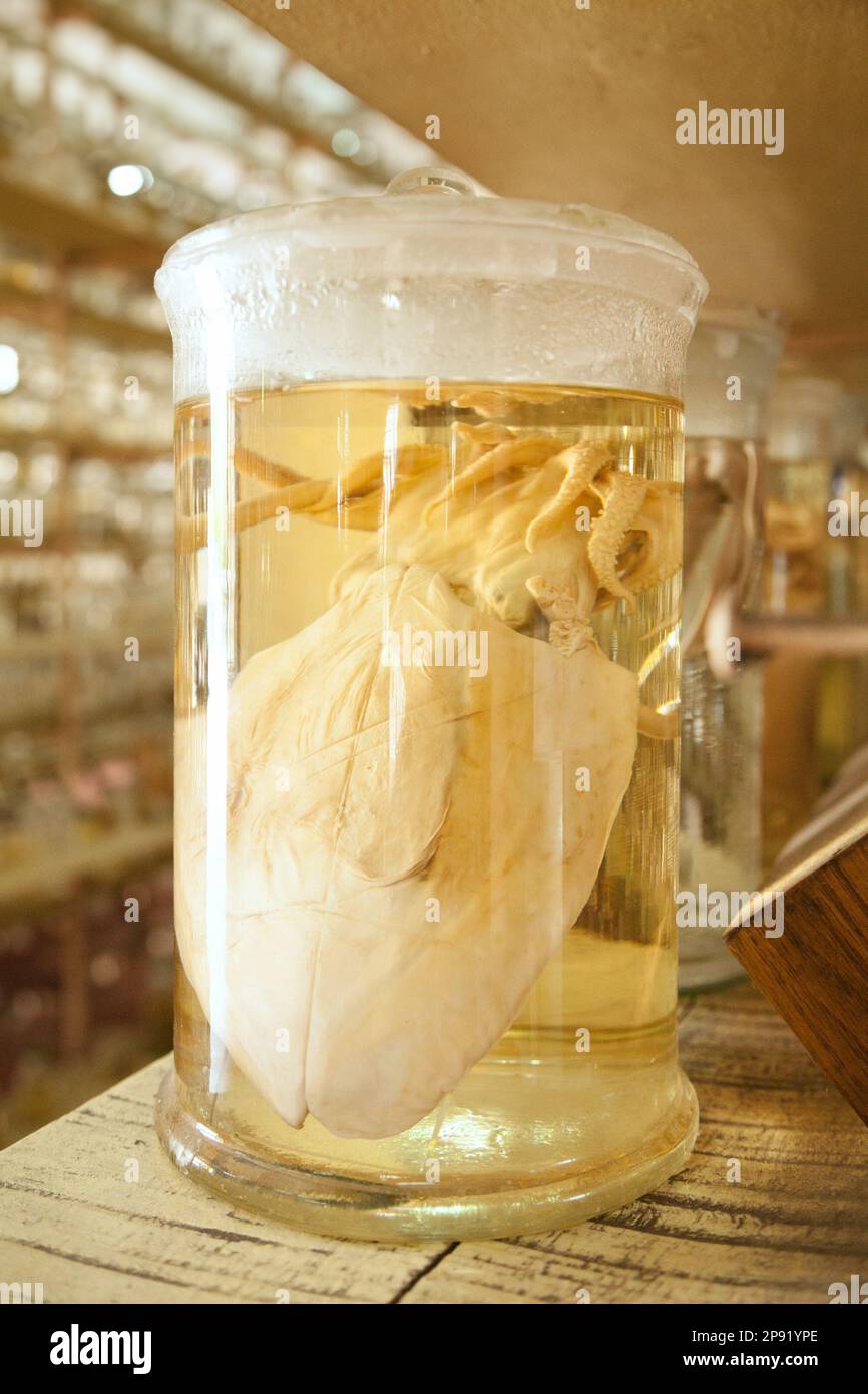 Creepy dead squid specimen preserved wet in a jar of formalin. Jarred cephalopod mollusk animal in a scientific collection of biological samples Stock Photo