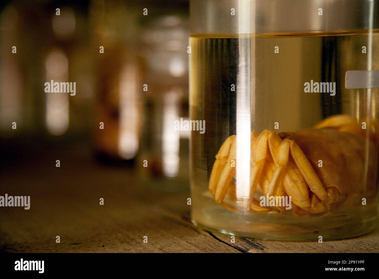 Specimen jar hires stock photography and images Alamy