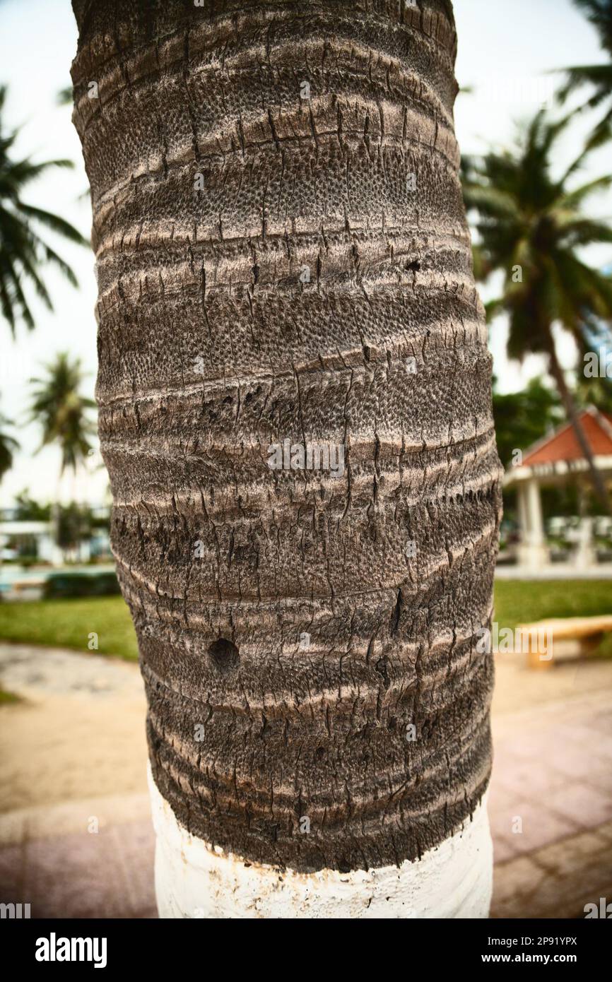 Palm tree trunk at a resort with a copy space for a notice. Bark pattern close-up tropical background Stock Photo