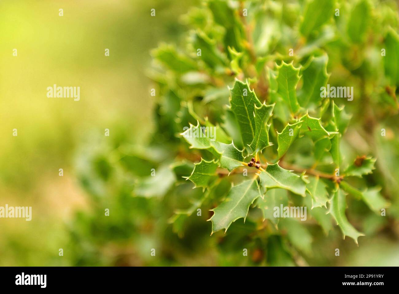 A closeup shot of a fruitless and light green mistletoe plant in winter. Stock Photo