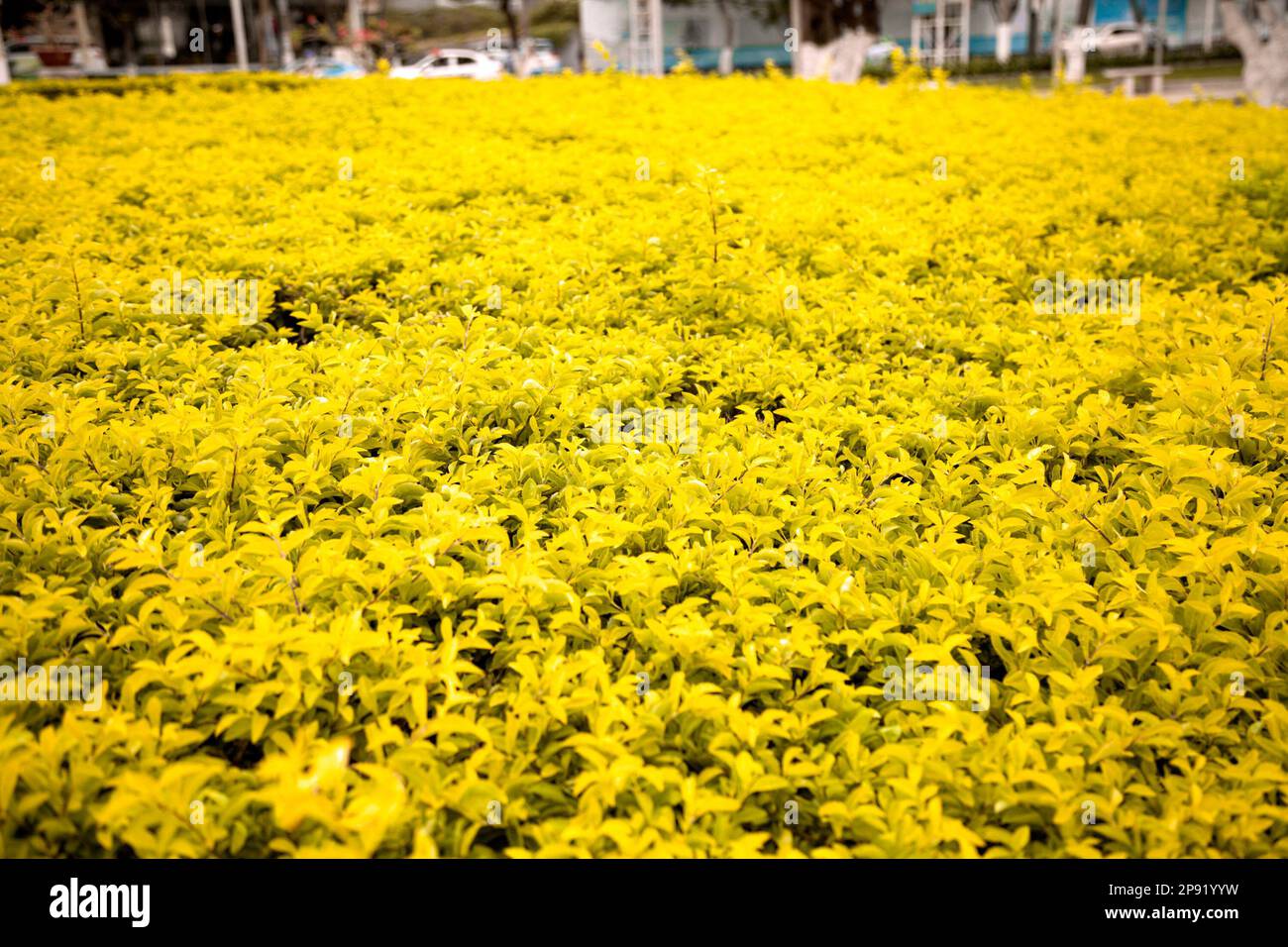 Autumn bushes foliage on a city street background. Yellow flowerbed next to a road with a copy space Stock Photo
