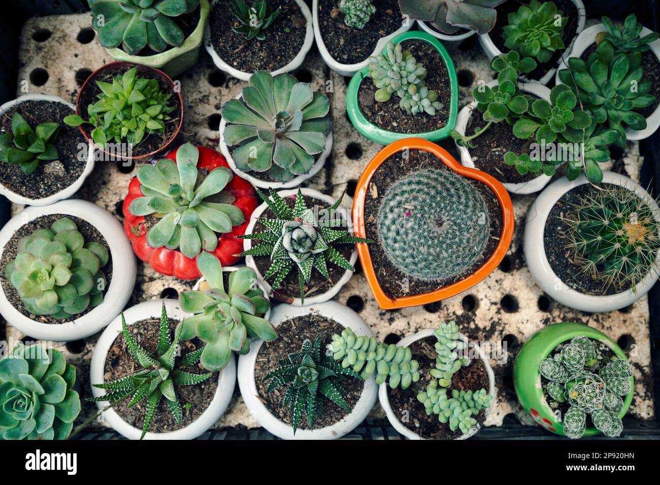 Cute little potted succulents and cacti top view background. Many small home plants in round and heart shaped pots from above. Plenty of various succu Stock Photo