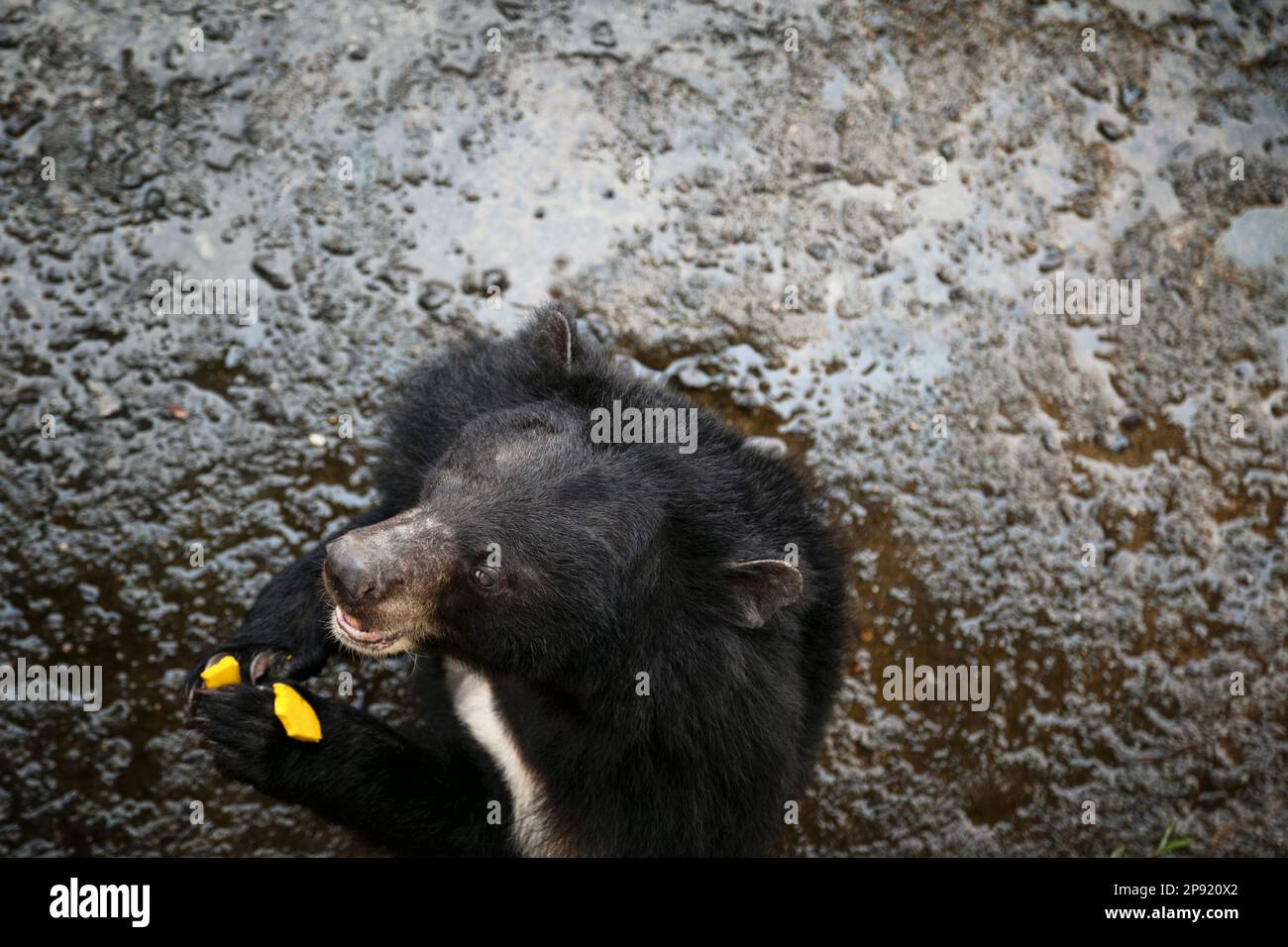 Cute Asian black bear eating a piece of pumpkin at a zoo. White chested moon bear top view close-up with a copy space Stock Photo