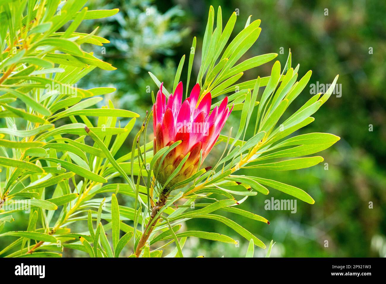 Protea repens flower closeup opening up to bloom on a bush or shrub in the wild in Cape Town, South Africa Stock Photo