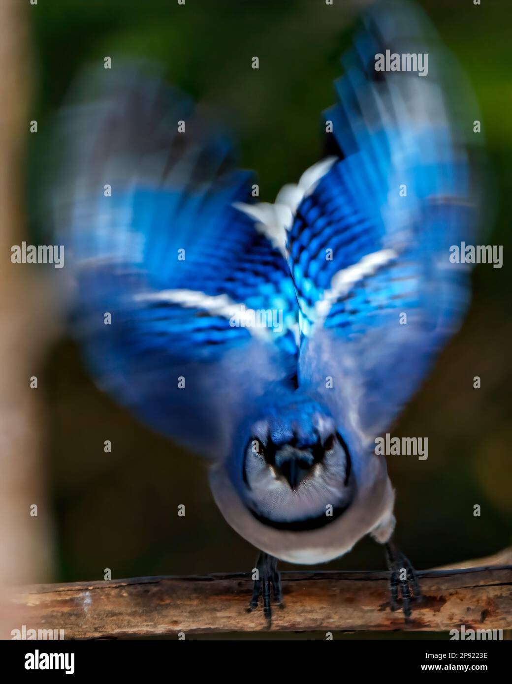 Blue Jay closeup profile front view looking at camera and displaying