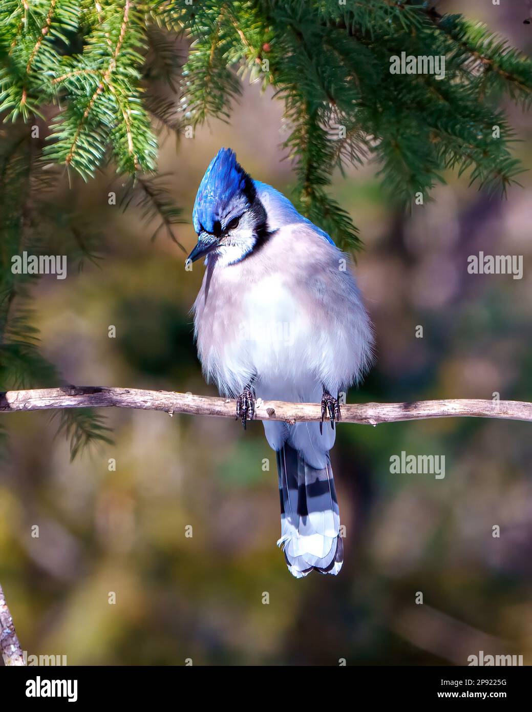 Blue Jay profile front view perched on a branch displaying blue colour feather plumage with blur forest background in its environment and habitat. Stock Photo