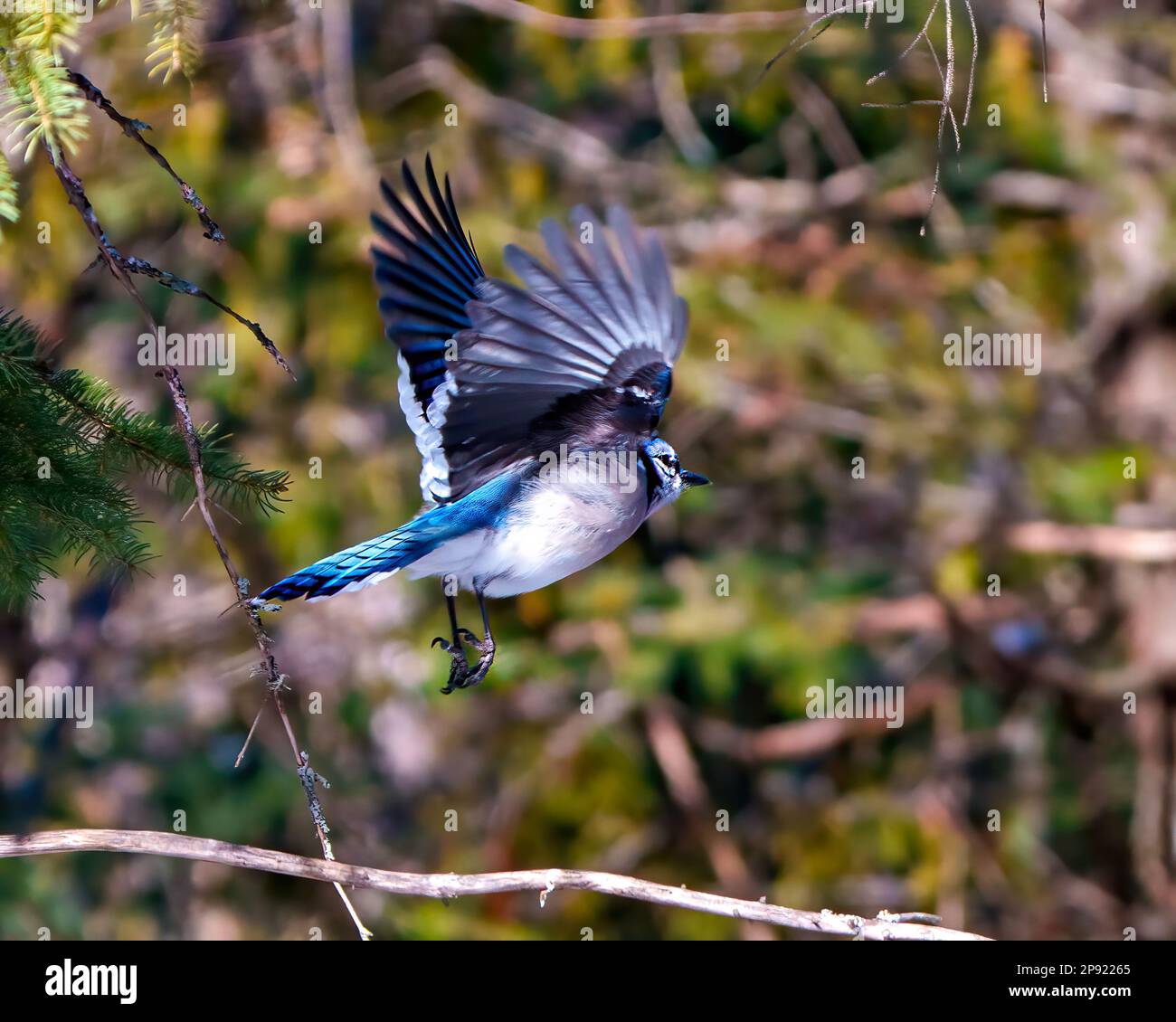 Blue Jay flying with spread wings and displaying blue colour feather plumage with blur forest background in its environment and habitat. Jay bird. Stock Photo