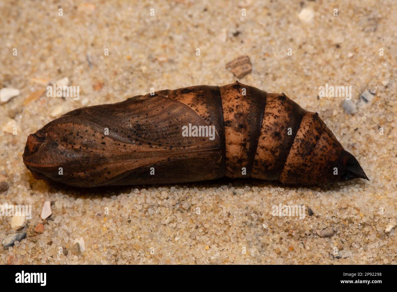 Medium vine hawk moth pupa lying on sand Stock Photo - Alamy