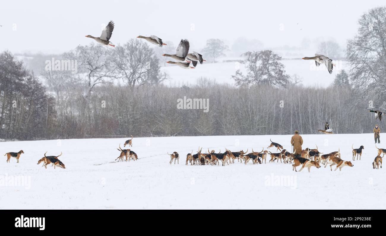 The Belvoir Hunt Hounds exercise in the snow, Friday 10 March 2023 © 2023 Nico Morgan. All Rights Reserved Stock Photo