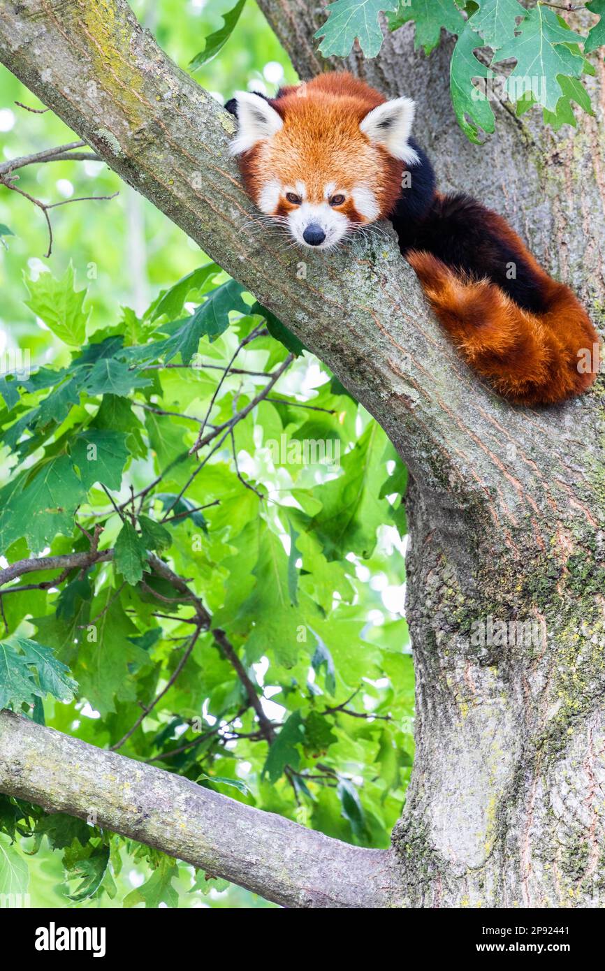 Red panda (Ailurus Fulgens) - - portrait. Cute animal resting lazy on a tree, useful for environment concepts Stock Photo