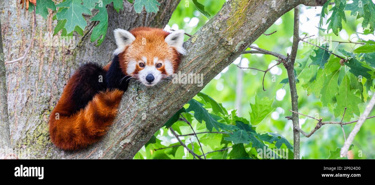 Red panda (Ailurus Fulgens) - - portrait. Cute animal resting lazy on a tree, useful for environment concepts Stock Photo