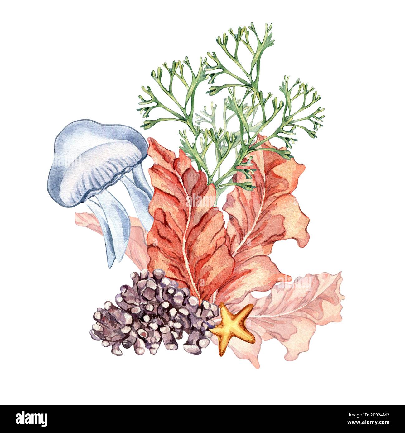 Composition of colorful sea plants watercolor illustration isolated on white. Red porphyra, , purple coral, codium, jellyfish hand drawn. Design eleme Stock Photo