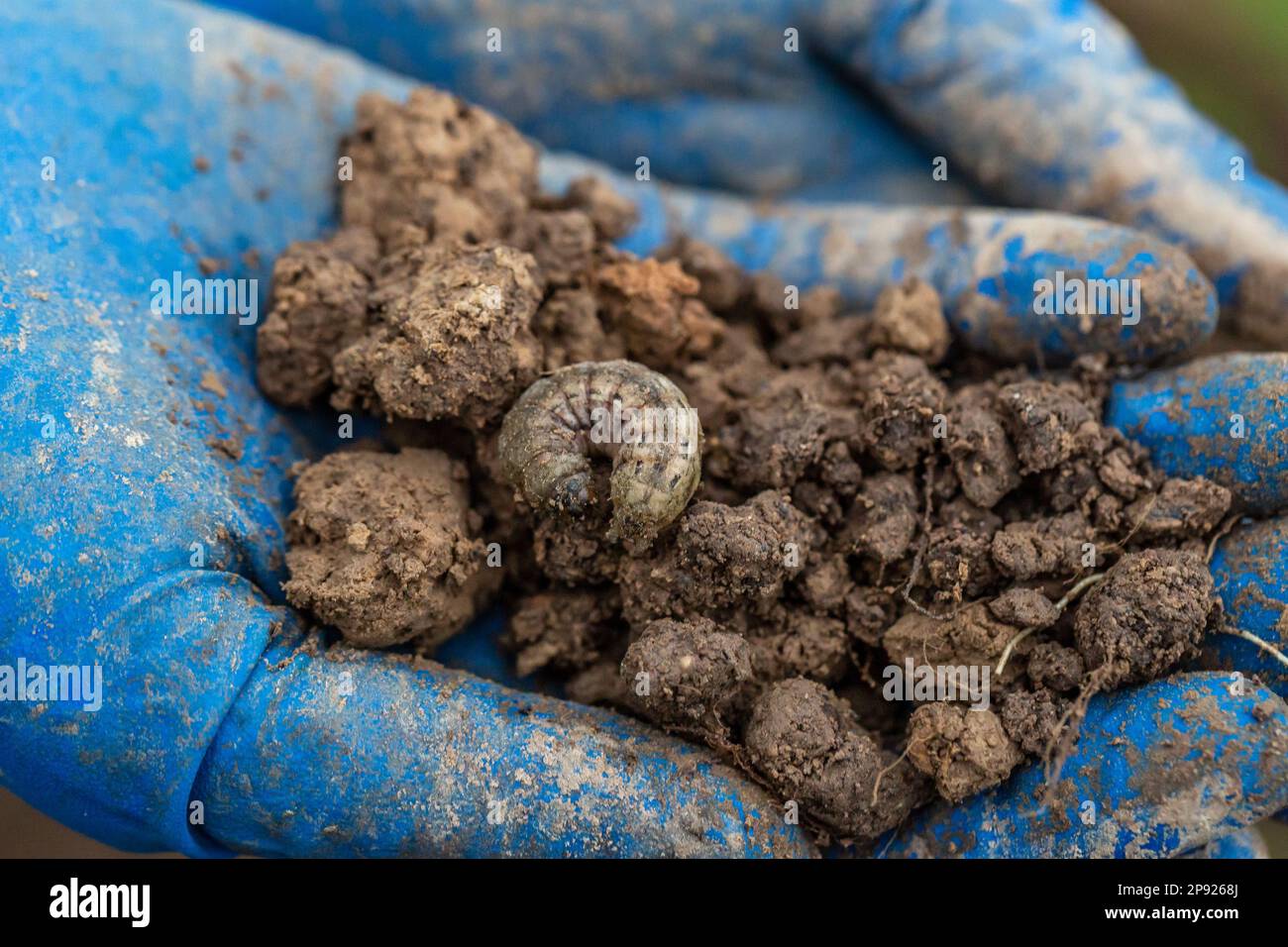 Winter pest insect pest (Agrotis segetum Stock Photo - Alamy