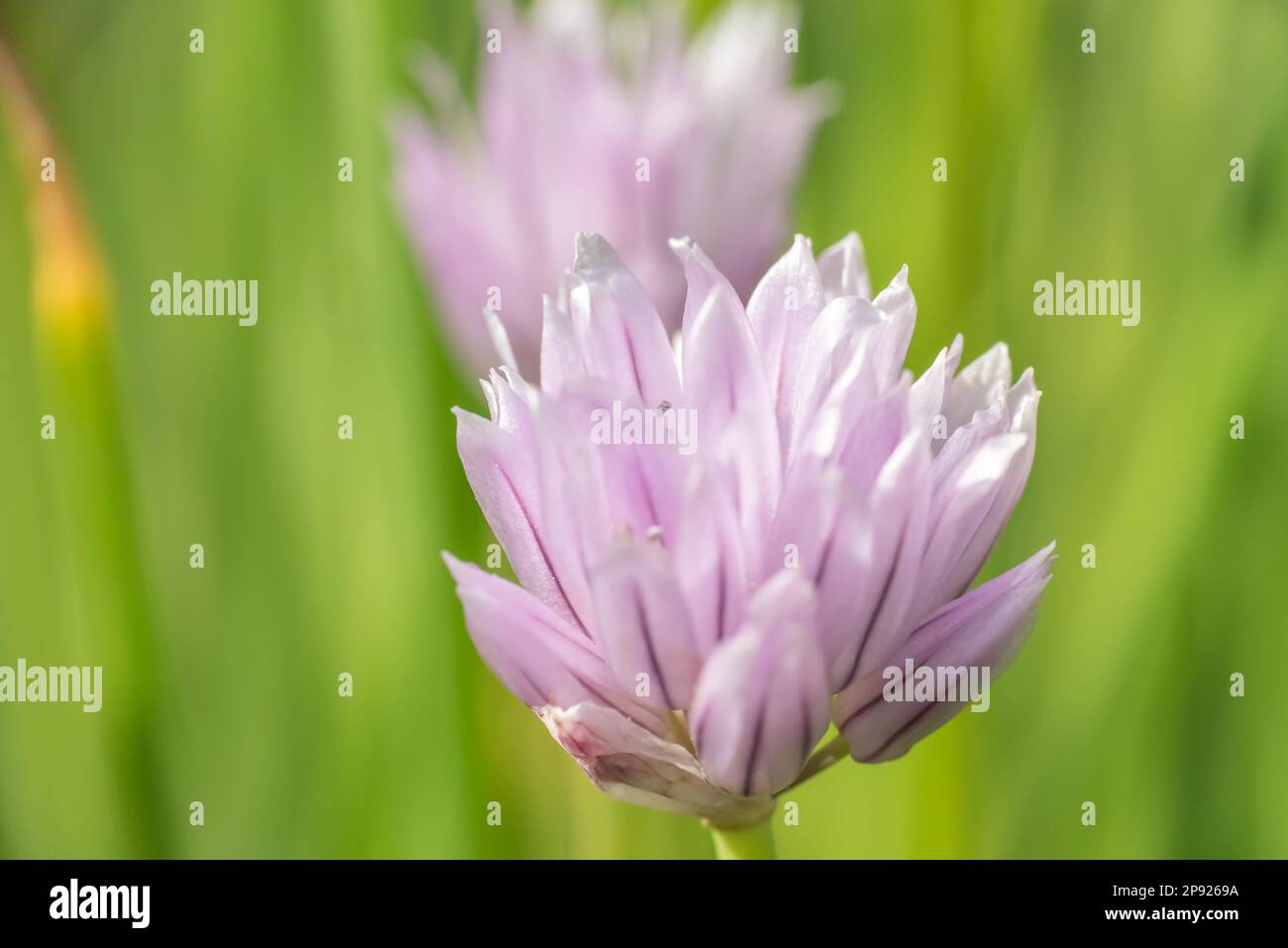 Chive flowers are edible Stock Photo Alamy